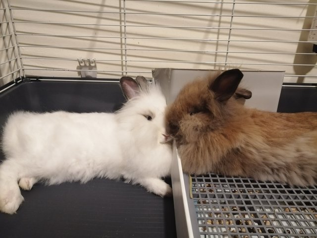 Xiao Bai &amp; Xiao Hui - Lionhead Rabbit