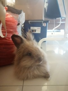 Xiao Bai &amp; Xiao Hui - Lionhead Rabbit