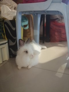 Xiao Bai &amp; Xiao Hui - Lionhead Rabbit