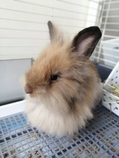 Xiao Bai &amp; Xiao Hui - Lionhead Rabbit