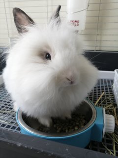 Xiao Bai &amp; Xiao Hui - Lionhead Rabbit