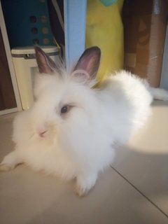 Xiao Bai &amp; Xiao Hui - Lionhead Rabbit