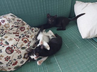 3 Baby Kittens + Mama - Domestic Short Hair + Domestic Medium Hair Cat