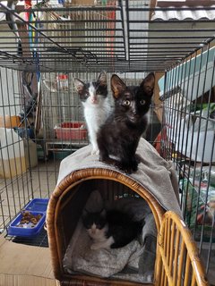 3 Baby Kittens + Mama - Domestic Short Hair + Domestic Medium Hair Cat