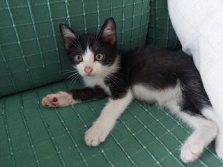 3 Baby Kittens + Mama - Domestic Short Hair + Domestic Medium Hair Cat