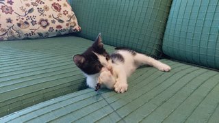 3 Baby Kittens + Mama - Domestic Short Hair + Domestic Medium Hair Cat