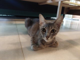 3 Baby Kittens + Mama - Domestic Short Hair + Domestic Medium Hair Cat