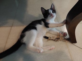 3 Baby Kittens + Mama - Domestic Short Hair + Domestic Medium Hair Cat