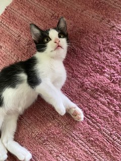 3 Baby Kittens + Mama - Domestic Short Hair + Domestic Medium Hair Cat