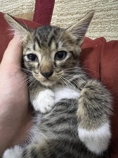 Chocolate  - Domestic Short Hair Cat