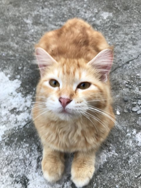 Oyen - Domestic Long Hair Cat