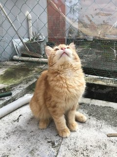 Oyen - Domestic Long Hair Cat