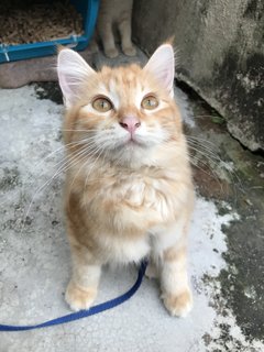 Oyen - Domestic Long Hair Cat