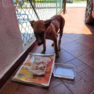 Girlie - Mixed Breed Dog