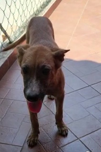 Girlie - Mixed Breed Dog