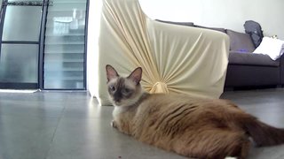 Boba - Siamese Cat