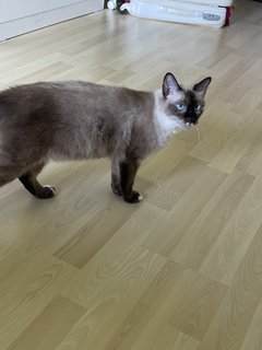 Boba - Siamese Cat