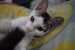 Bunny  - Domestic Short Hair Cat