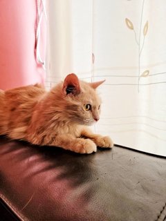 Juno - Domestic Medium Hair Cat