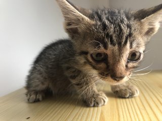 Cinnamon - Tabby + Domestic Short Hair Cat