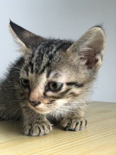 Cinnamon - Tabby + Domestic Short Hair Cat