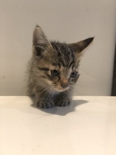 Cinnamon - Tabby + Domestic Short Hair Cat