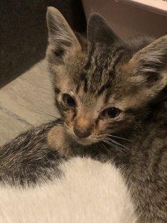 Cinnamon - Tabby + Domestic Short Hair Cat