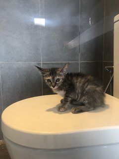 Jintan - Domestic Short Hair + Tortoiseshell Cat