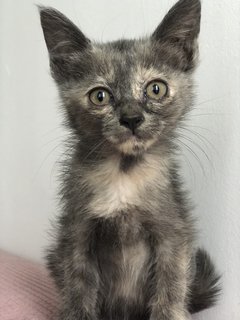 Cengkih - Domestic Short Hair + Dilute Tortoiseshell Cat