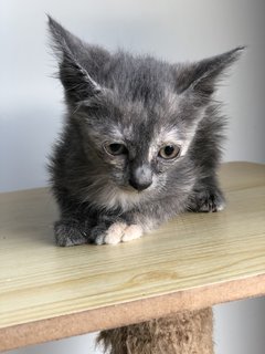 Cengkih - Domestic Short Hair + Dilute Tortoiseshell Cat