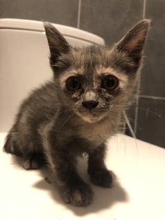 Cengkih - Domestic Short Hair + Dilute Tortoiseshell Cat