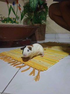 Fluffy Baby Girl - Guinea Pig Small & Furry