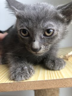 Sesame - Domestic Short Hair Cat