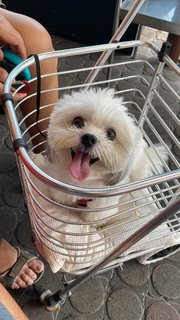 Hayley - Shih Tzu Dog