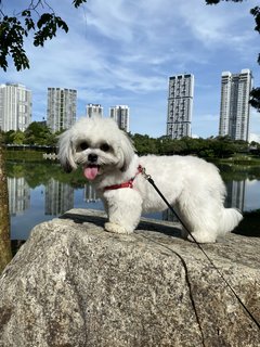 Hayley - Shih Tzu Dog