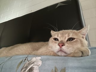 Louie - British Shorthair + Scottish Fold Cat