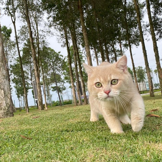 Louie - British Shorthair + Scottish Fold Cat