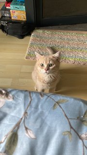 Louie - British Shorthair + Scottish Fold Cat