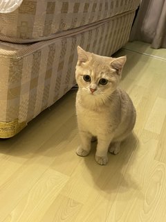 Louie - British Shorthair + Scottish Fold Cat