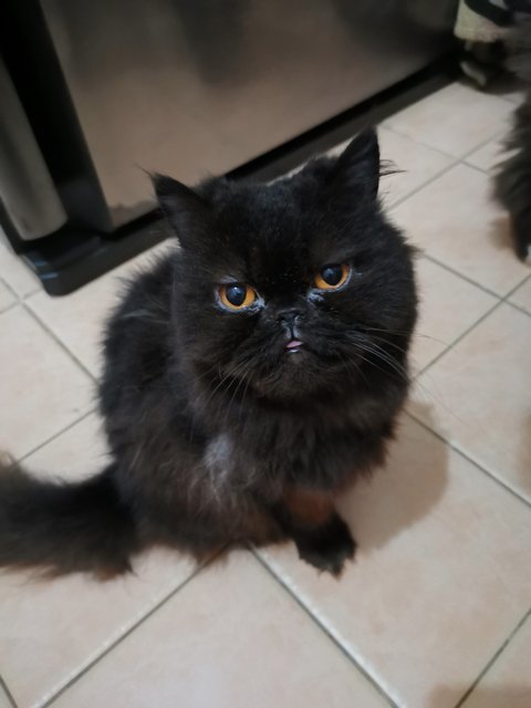 Carbon - Persian Cat