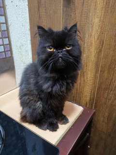 Carbon - Persian Cat