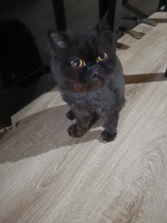 Carbon - Persian Cat