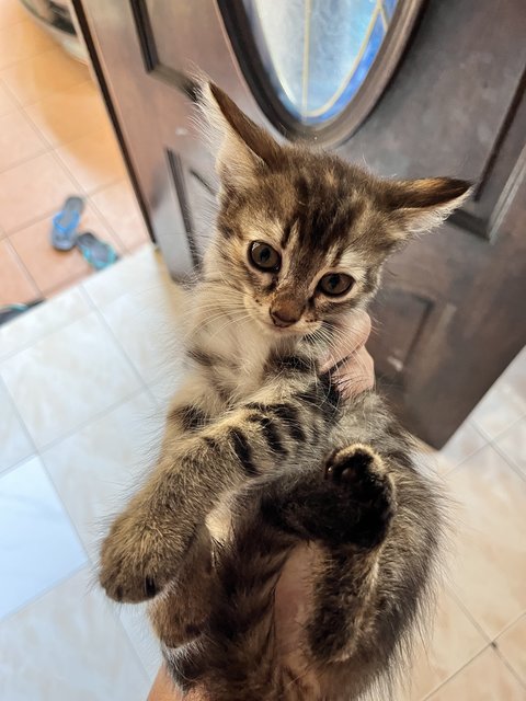 Tompom - Domestic Short Hair + Domestic Long Hair Cat