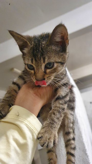 Baby - Domestic Short Hair Cat