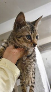 Baby - Domestic Short Hair Cat