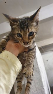 Baby - Domestic Short Hair Cat