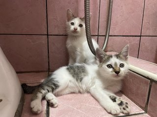 Tom Tom &amp; Jerry - Domestic Medium Hair Cat