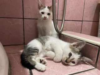 Tom Tom &amp; Jerry - Domestic Medium Hair Cat