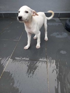 Cute Puppy’s Looking For Home  - Mixed Breed Dog