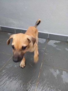 Cute Puppy’s Looking For Home  - Mixed Breed Dog